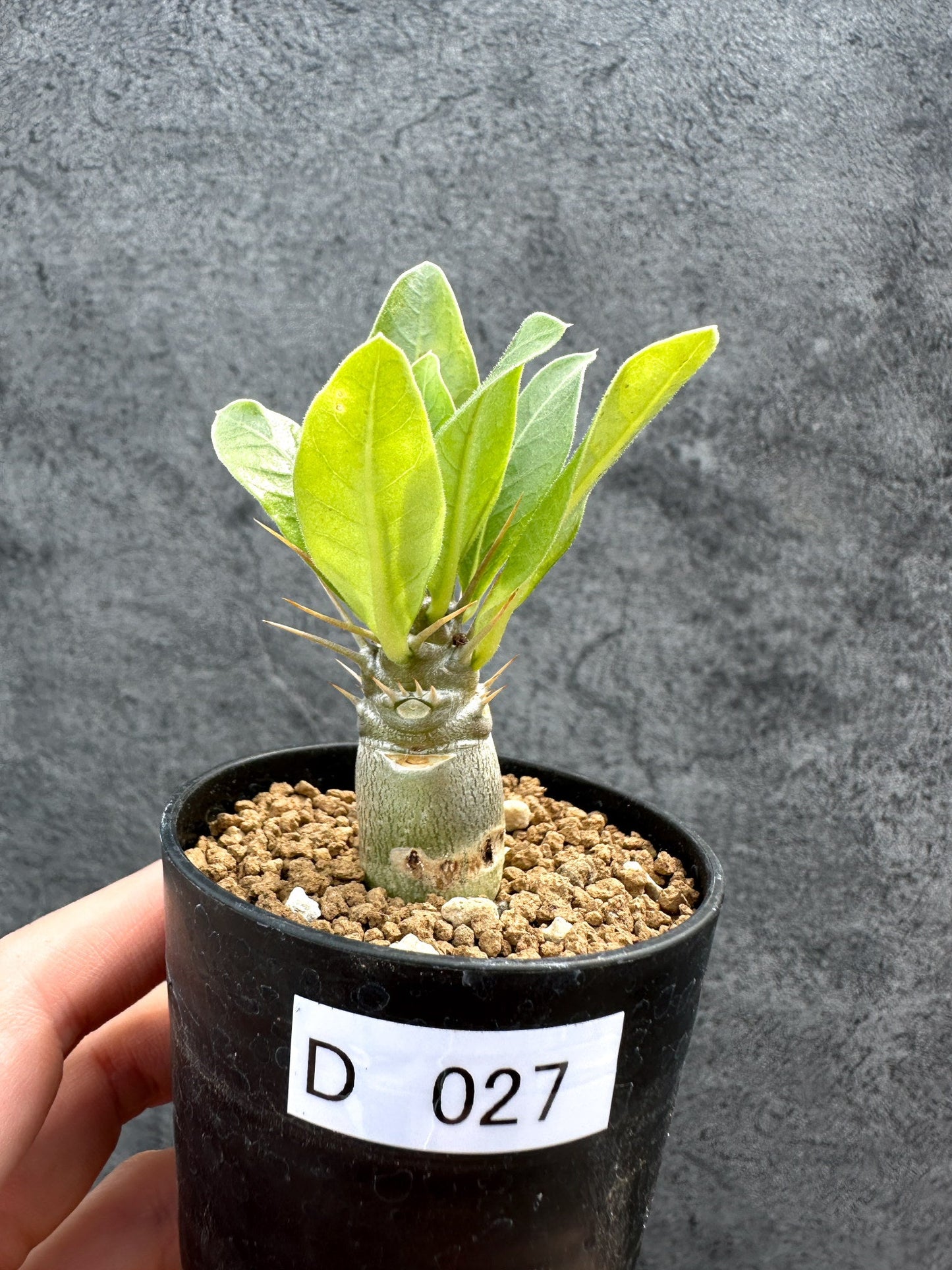【現品限り】パキポディウム・レアリー 実生【D27】 Pachypodium lealii
