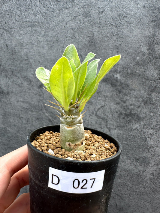 【現品限り】パキポディウム・レアリー 実生【D27】 Pachypodium lealii