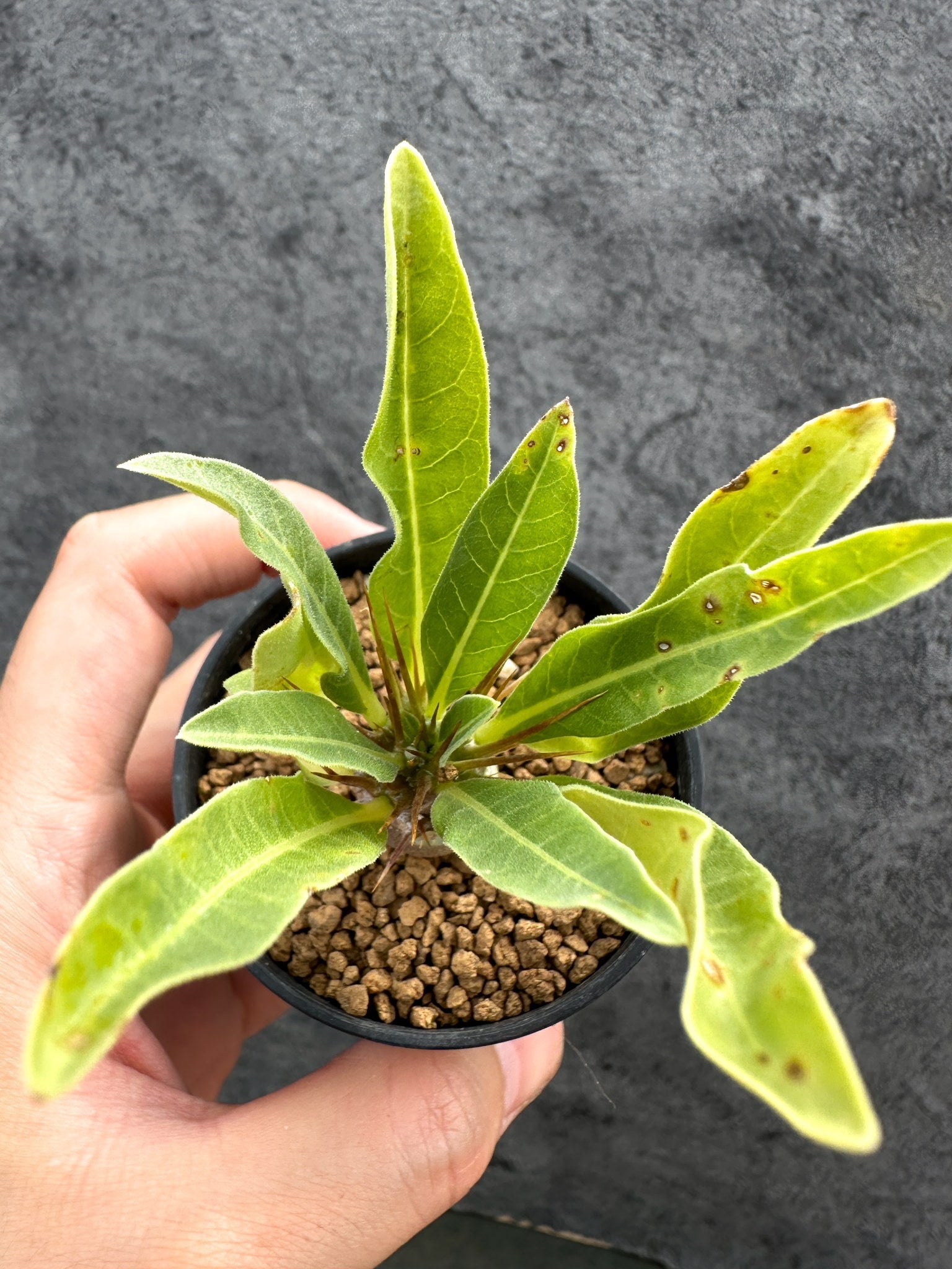 パキポディウム・レアリー 実生【D28】 Pachypodium lealii 塊根植物