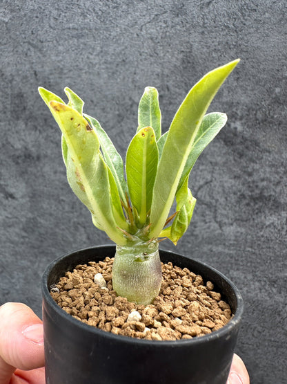 【現品限り】パキポディウム・レアリー 実生【D28】 Pachypodium lealii