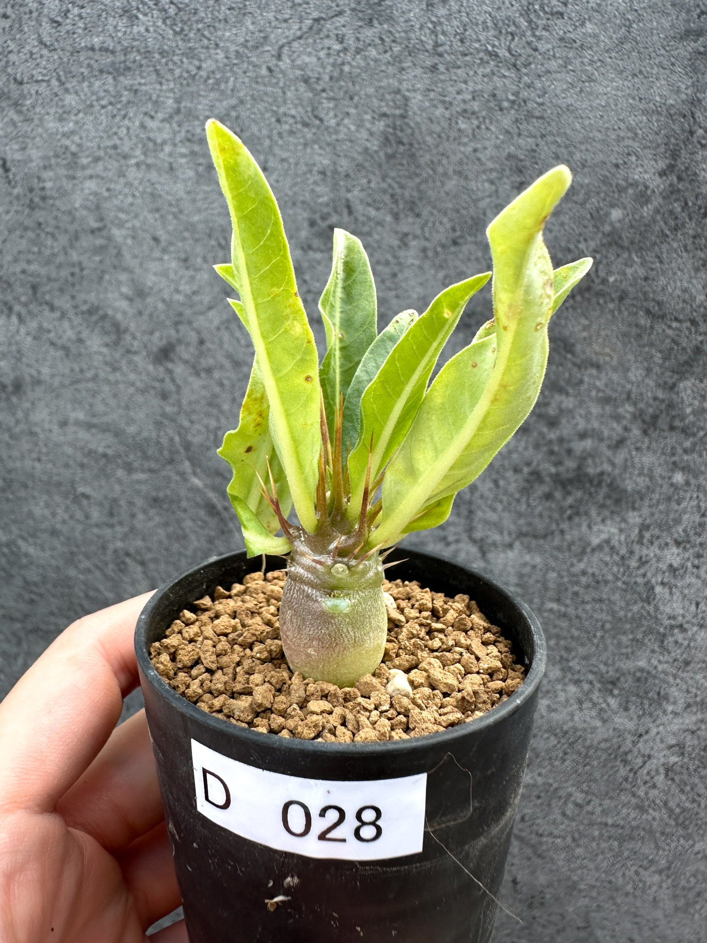 【現品限り】パキポディウム・レアリー 実生【D28】 Pachypodium lealii