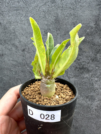 【現品限り】パキポディウム・レアリー 実生【D28】 Pachypodium lealii
