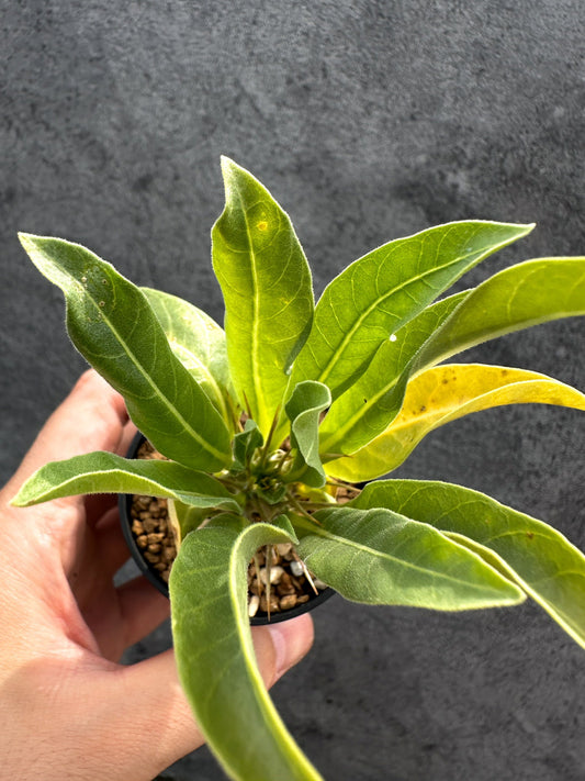 【現品限り】パキポディウム・レアリー 実生【D29】 Pachypodium lealii