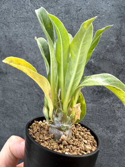 【現品限り】パキポディウム・レアリー 実生【D29】 Pachypodium lealii