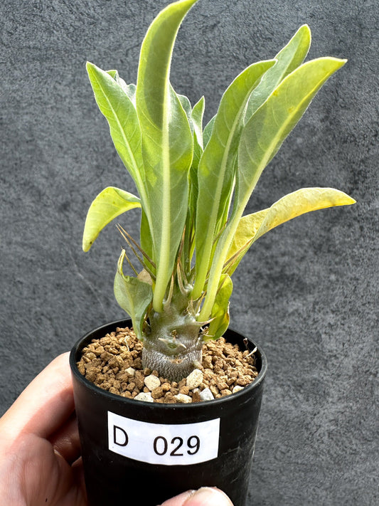 【現品限り】パキポディウム・レアリー 実生【D29】 Pachypodium lealii