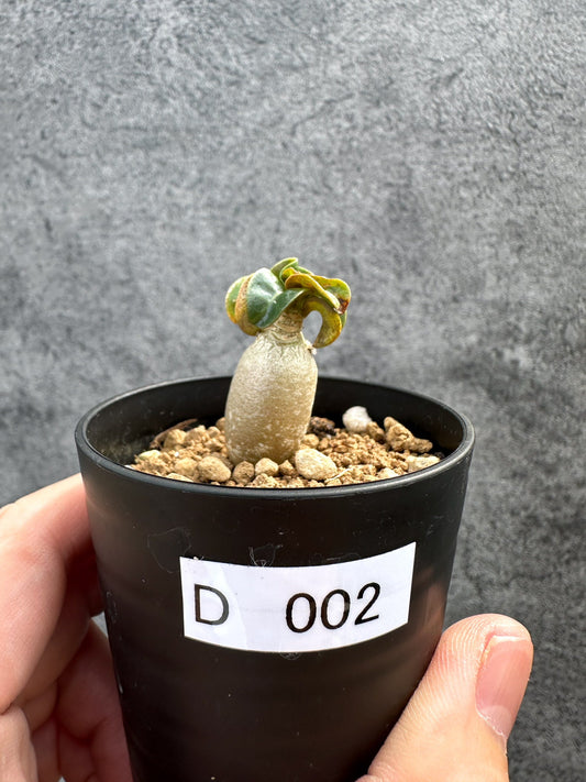 【現品限り】アデニウム・DHA 獅子葉 葉巻 美肌【D2】 Adenium DHA
