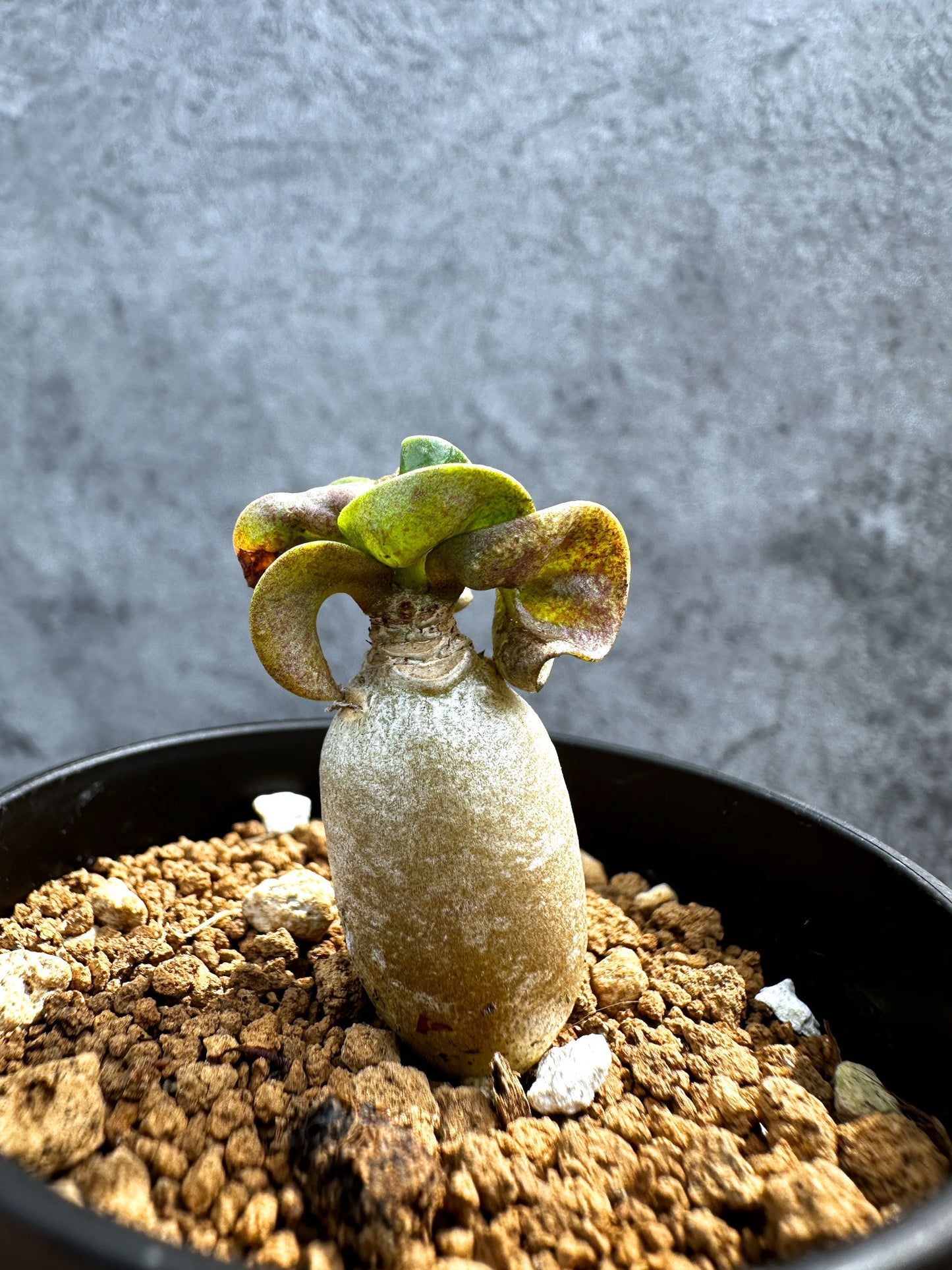 【現品限り】アデニウム・DHA 獅子葉 葉巻 美肌【D2】 Adenium DHA