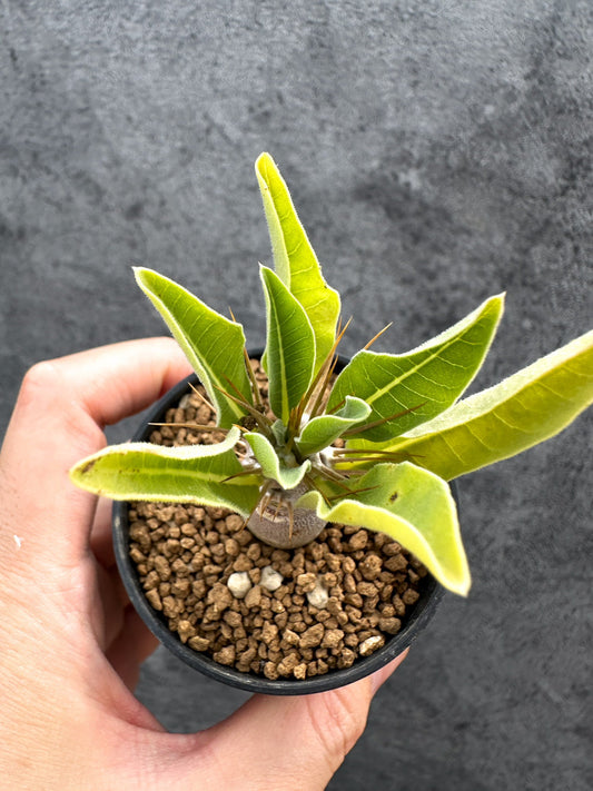 【現品限り】パキポディウム・レアリー 実生【D30】 Pachypodium lealii