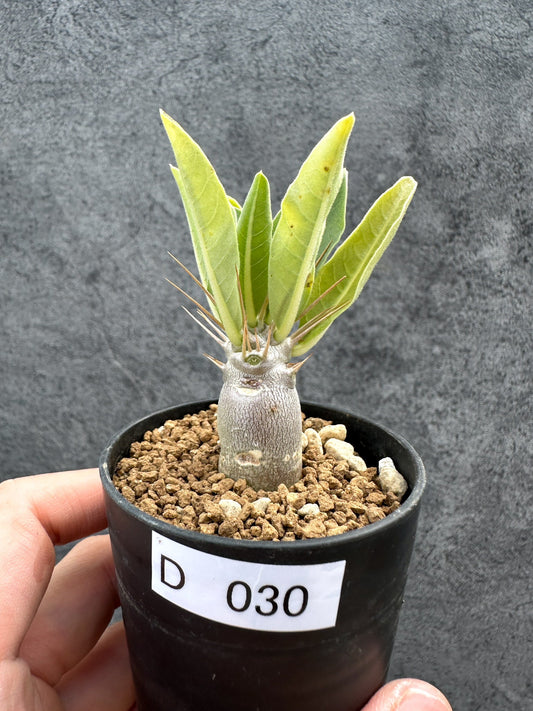 【現品限り】パキポディウム・レアリー 実生【D30】 Pachypodium lealii