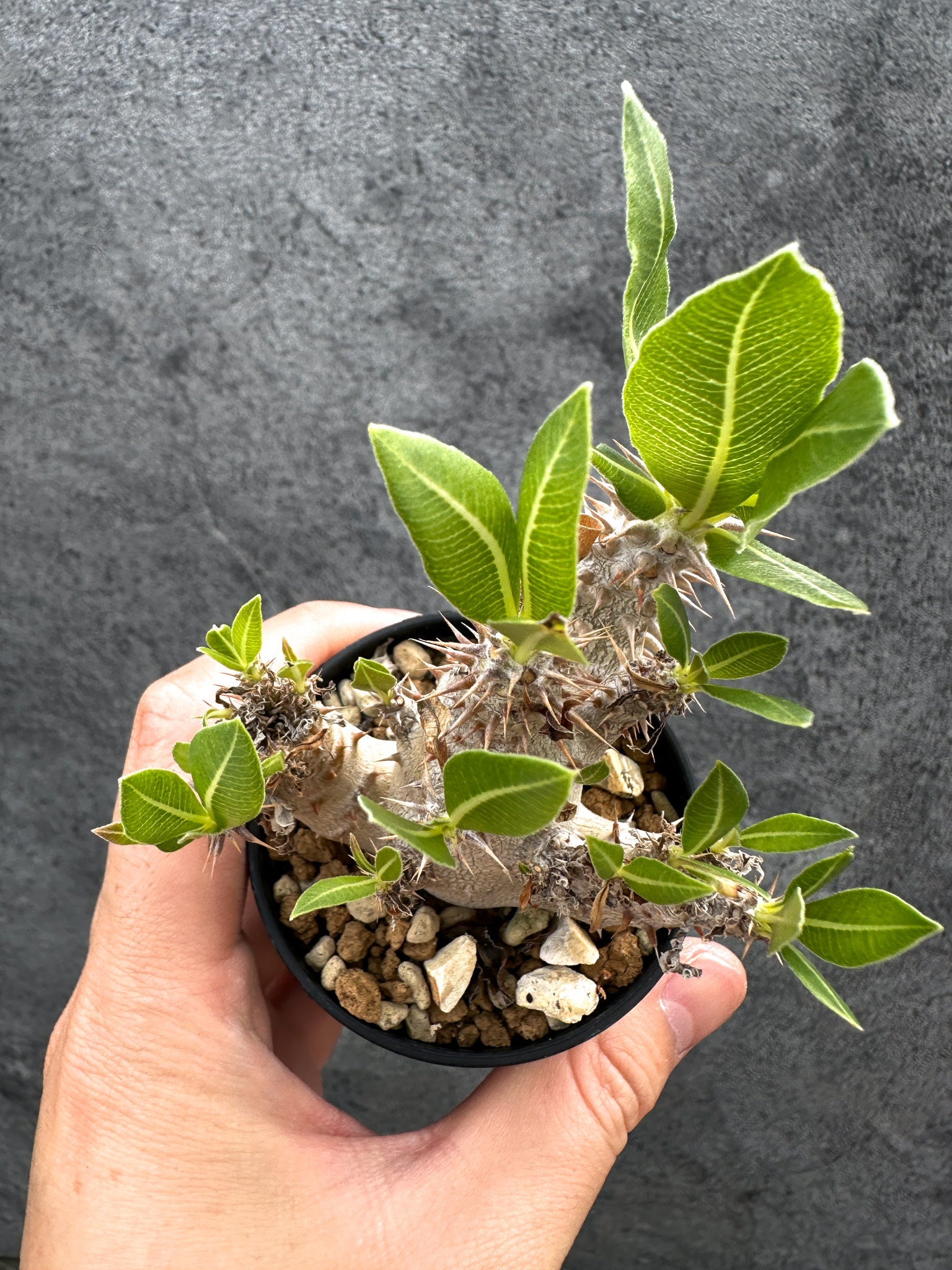 パキポディウム・デンシフローラム 実生【D31】 Pachypodium