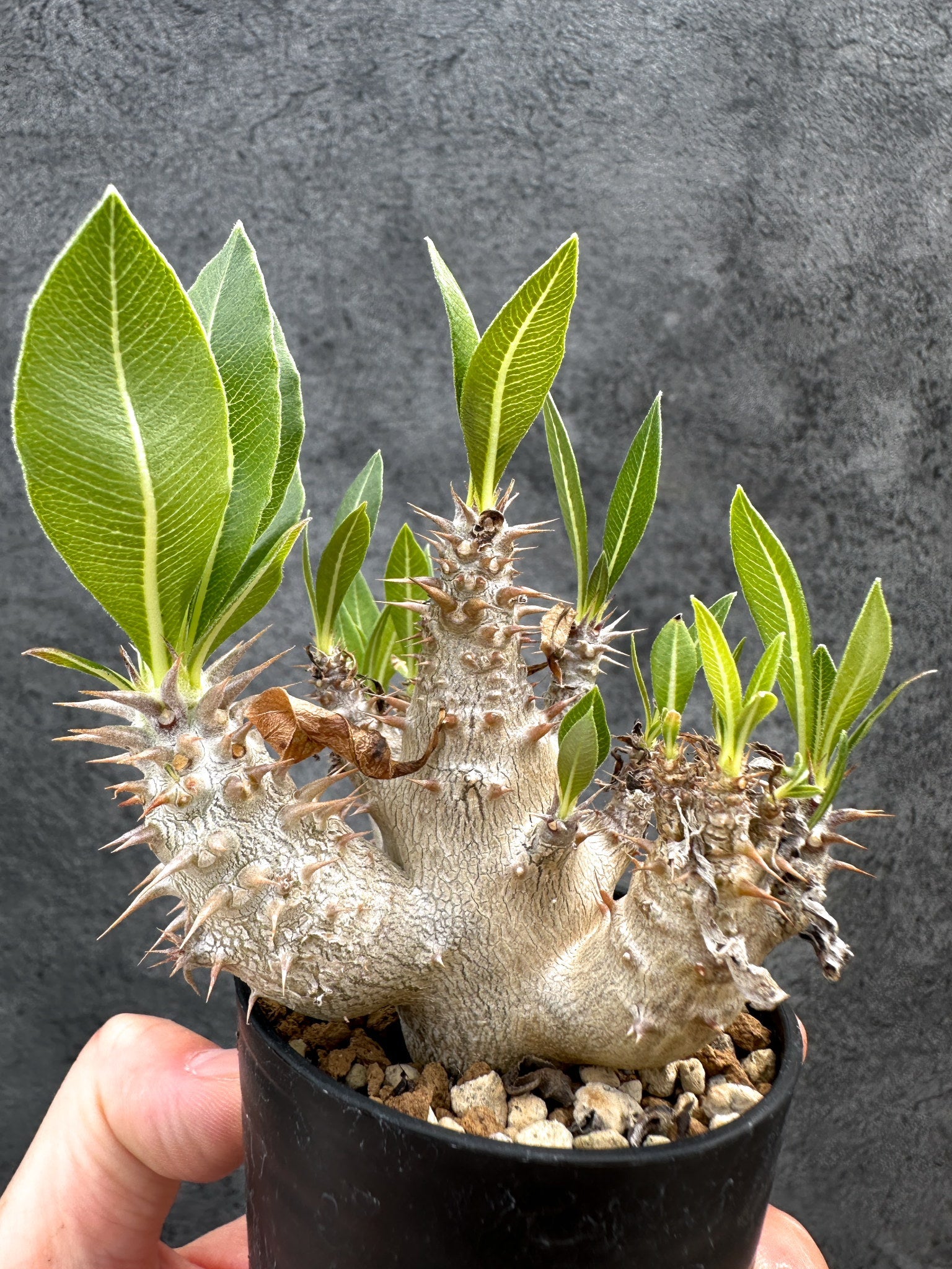 パキポディウム・デンシフローラム 実生【D31】 Pachypodium