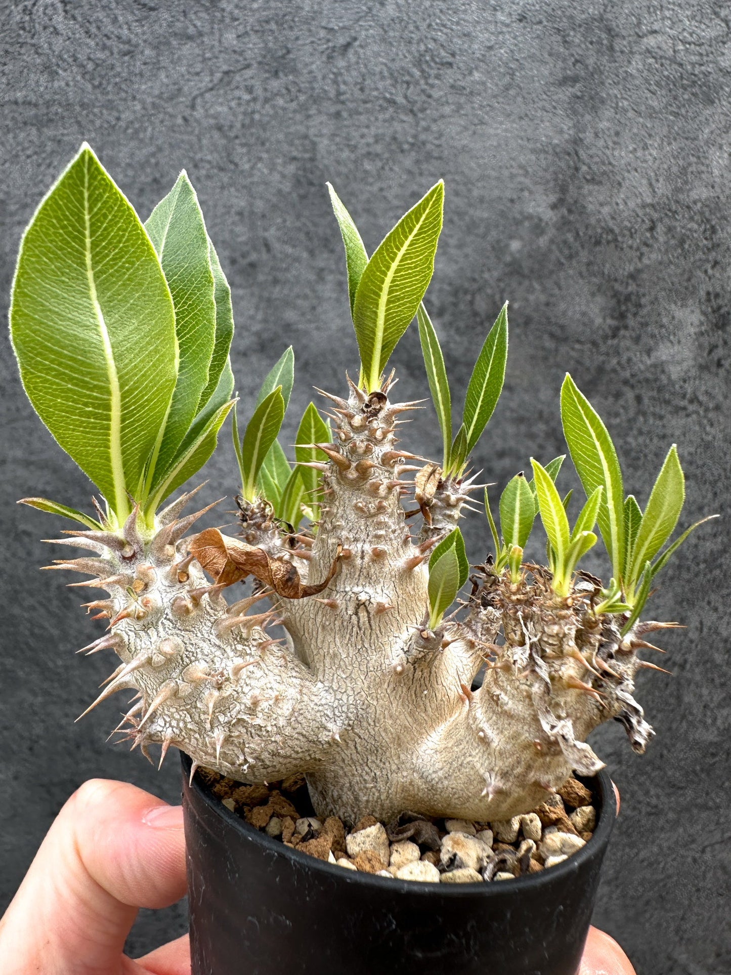 【現品限り】パキポディウム・デンシフローラム 実生【D31】 Pachypodium densiflorum