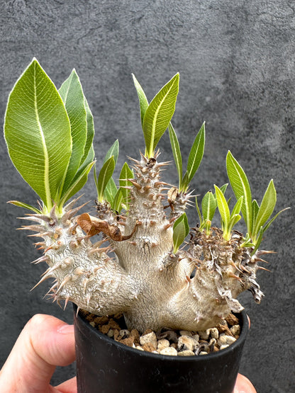 【現品限り】パキポディウム・デンシフローラム 実生【D31】 Pachypodium densiflorum