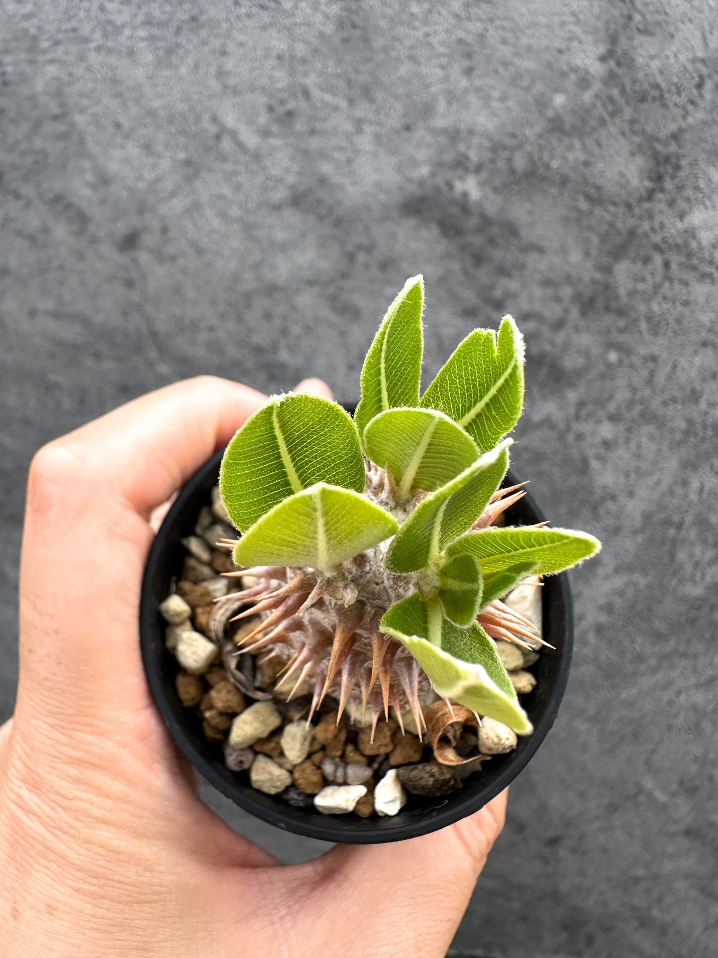 【現品限り】パキポディウム・デンシフローラム 実生【D32】 Pachypodium densiflorum