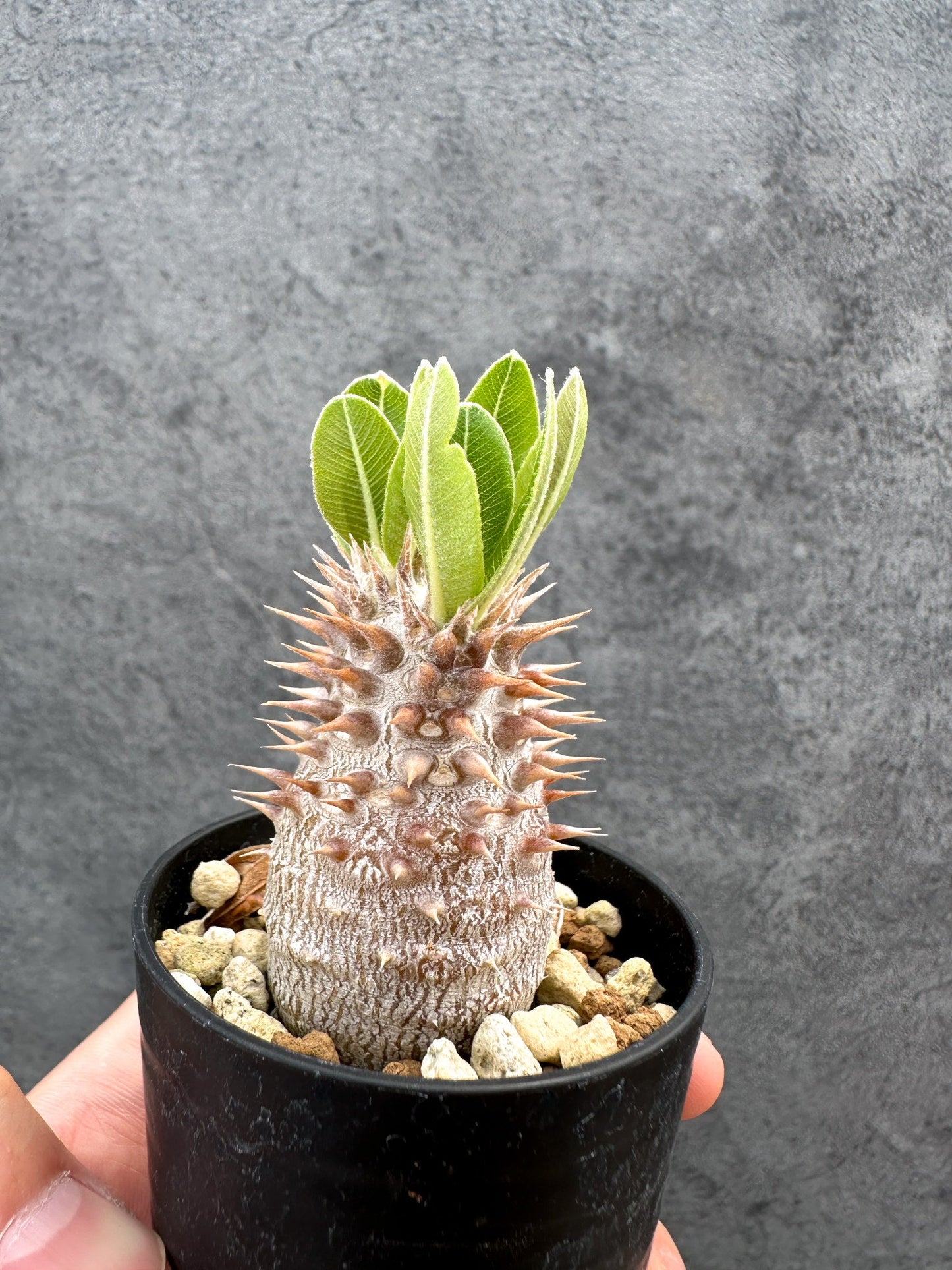 【現品限り】パキポディウム・デンシフローラム 実生【D32】 Pachypodium densiflorum