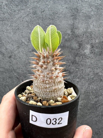 【現品限り】パキポディウム・デンシフローラム 実生【D32】 Pachypodium densiflorum