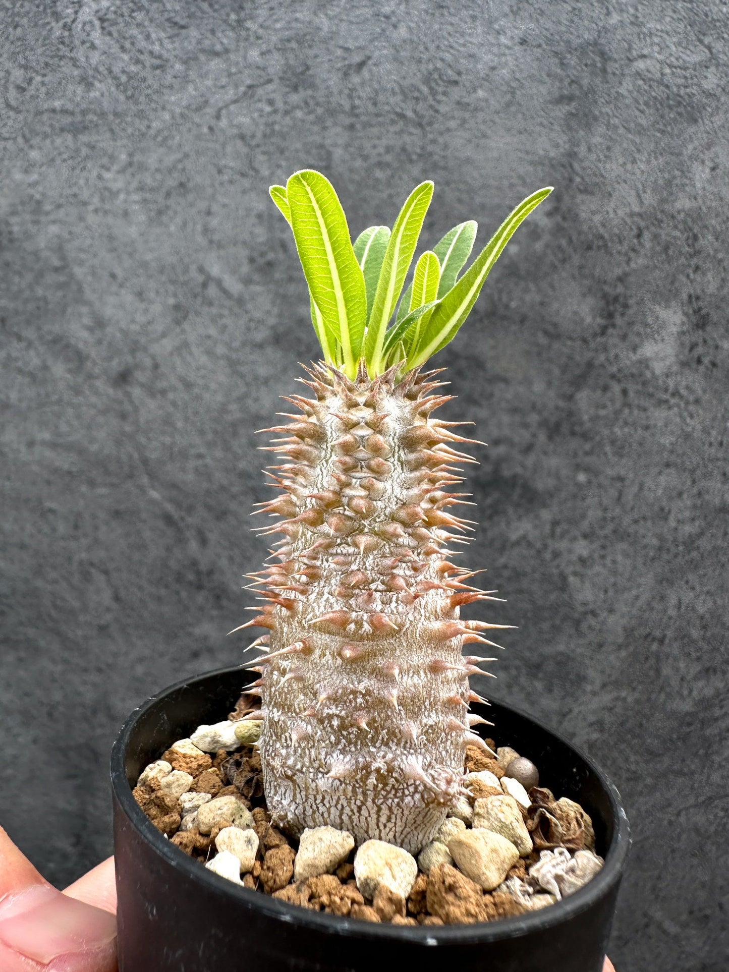 【現品限り】パキポディウム・デンシフローラム 実生【D33】 Pachypodium densiflorum