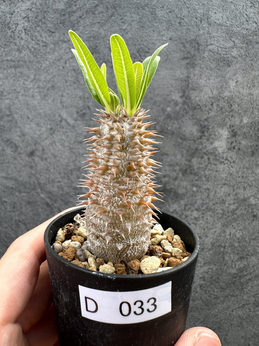 【現品限り】パキポディウム・デンシフローラム 実生【D33】 Pachypodium densiflorum