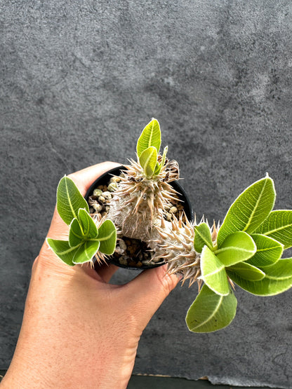 【現品限り】パキポディウム・デンシフローラム 実生【D34】 Pachypodium densiflorum