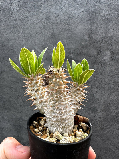 【現品限り】パキポディウム・デンシフローラム 実生【D34】 Pachypodium densiflorum
