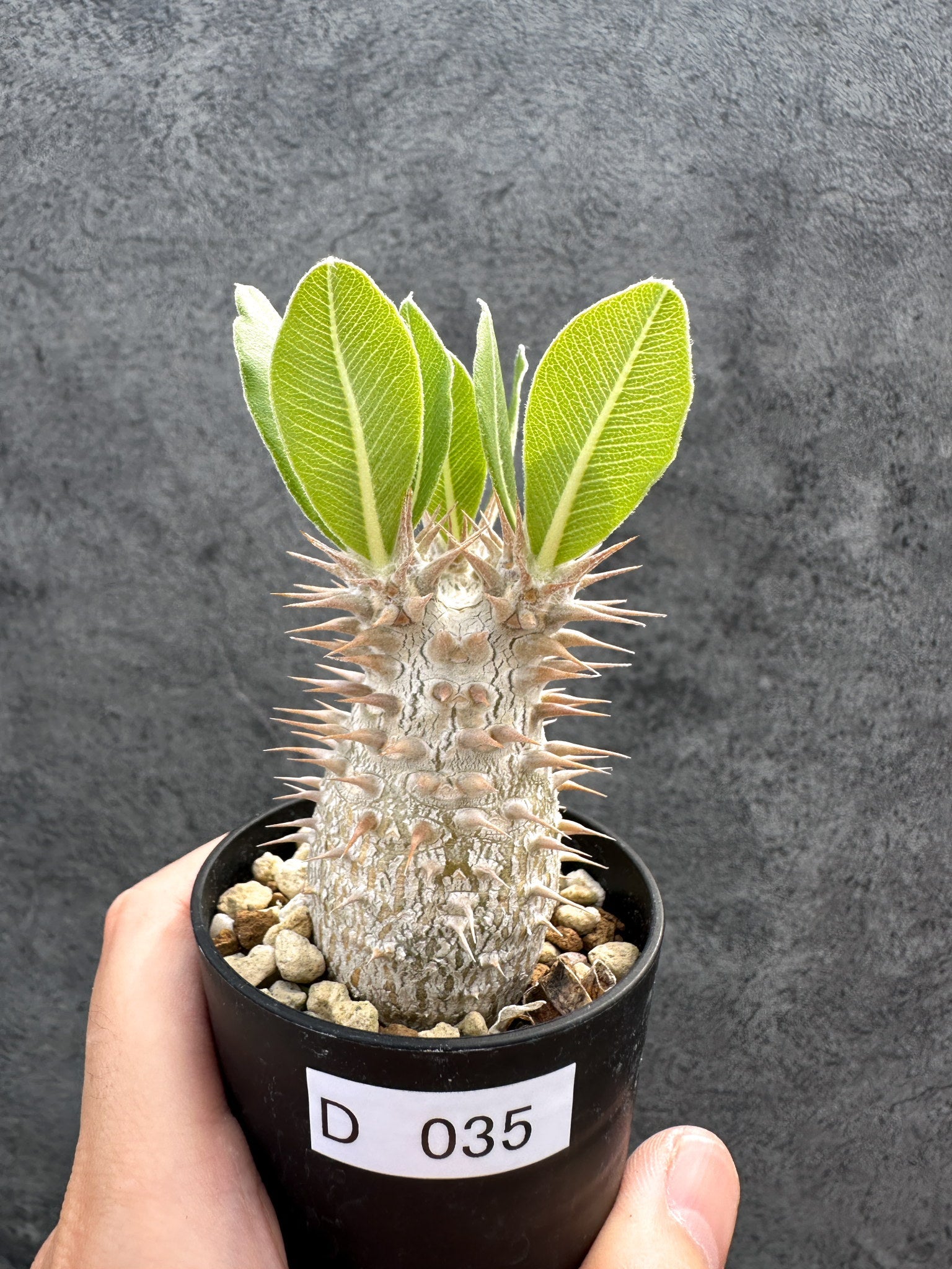 パキポディウム・デンシフローラム 実生【D35】 Pachypodium