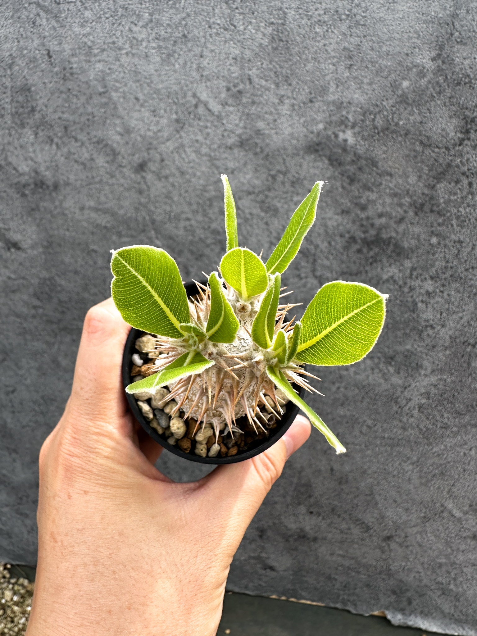 パキポディウム・デンシフローラム 実生【D35】 Pachypodium