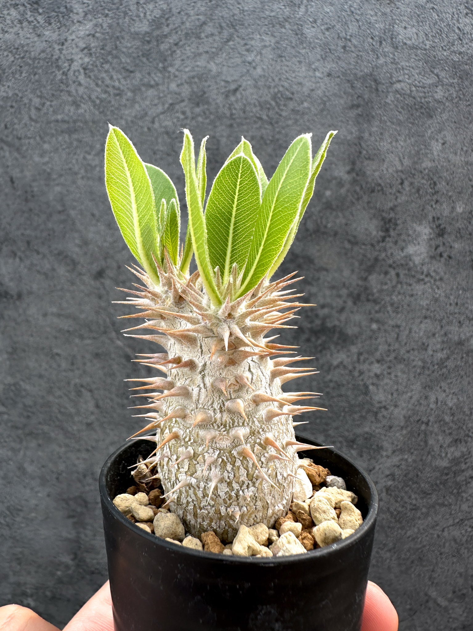 パキポディウム・デンシフローラム 実生【D35】 Pachypodium