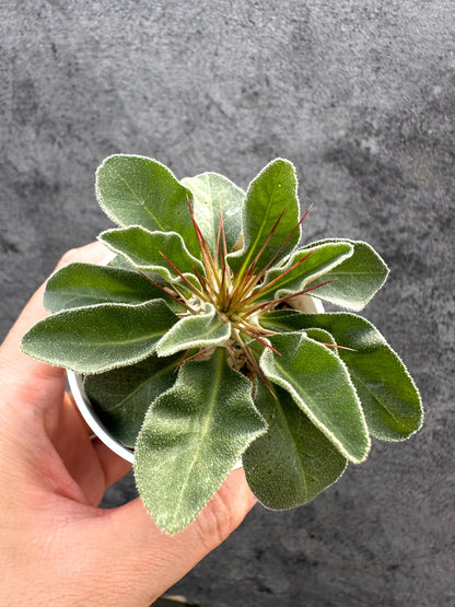 【現品限り】パキポディウム・ナマクアナム 光堂 実生【D36】 Pachypodium namaquanum