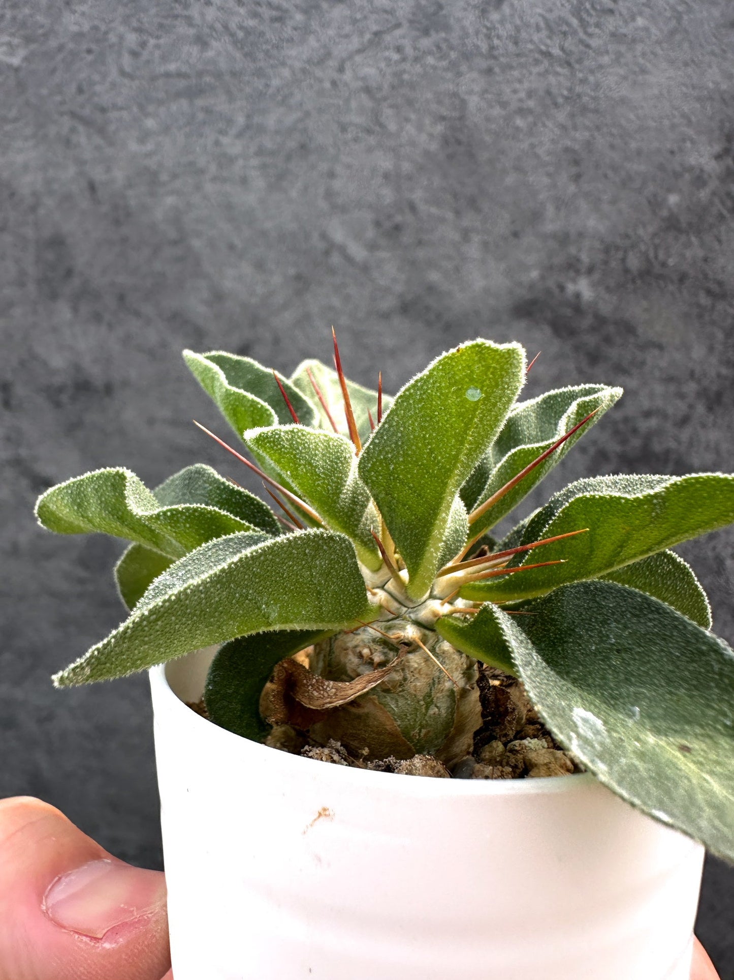 【現品限り】パキポディウム・ナマクアナム 光堂 実生【D36】 Pachypodium namaquanum