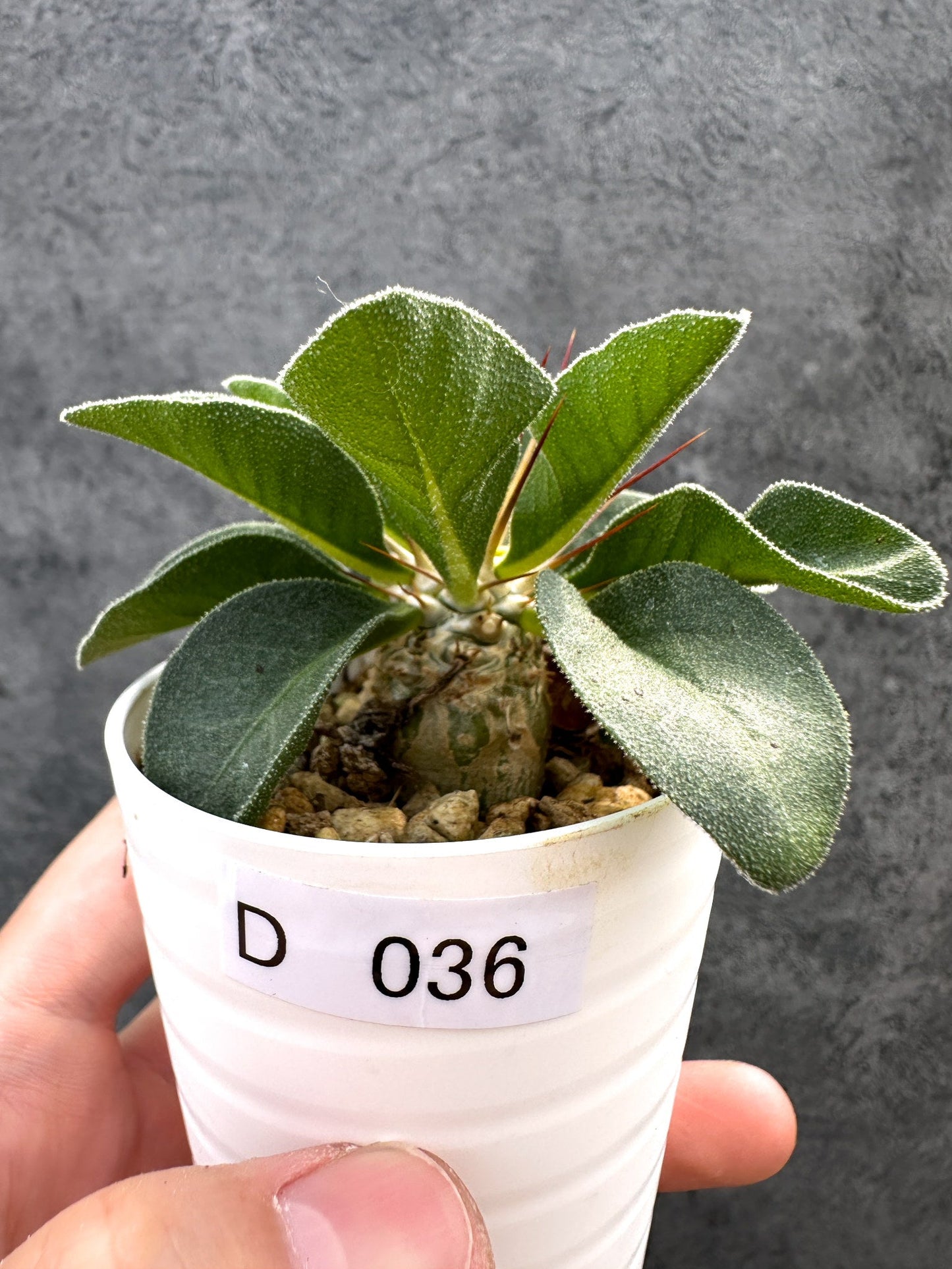 【現品限り】パキポディウム・ナマクアナム 光堂 実生【D36】 Pachypodium namaquanum