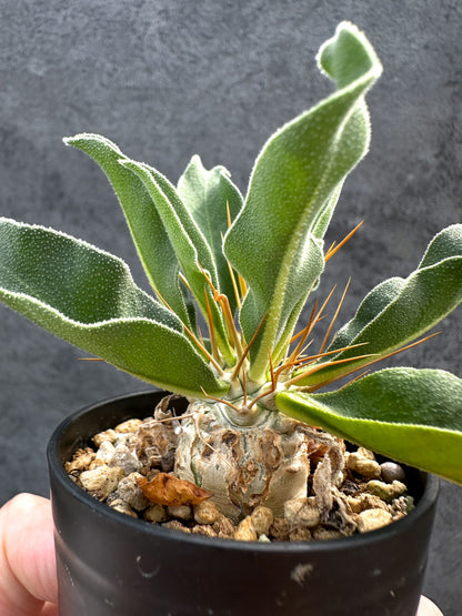 【現品限り】パキポディウム・ナマクアナム 光堂 実生【D37】 Pachypodium namaquanum