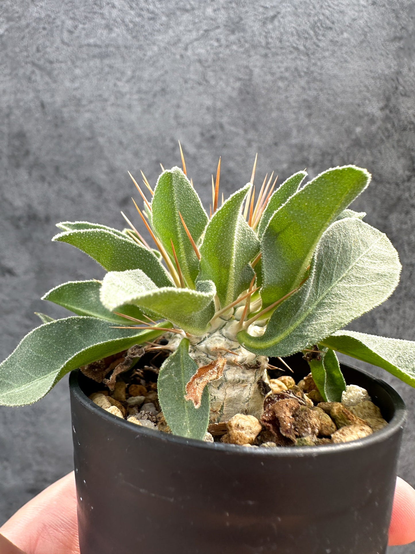 【現品限り】パキポディウム・ナマクアナム 光堂 実生【D38】 Pachypodium namaquanum