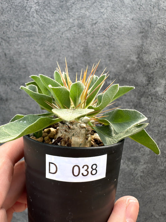 【現品限り】パキポディウム・ナマクアナム 光堂 実生【D38】 Pachypodium namaquanum