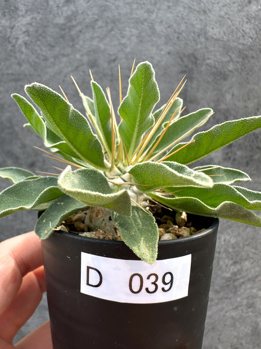 【現品限り】パキポディウム・ナマクアナム 光堂 実生【D39】 Pachypodium namaquanum