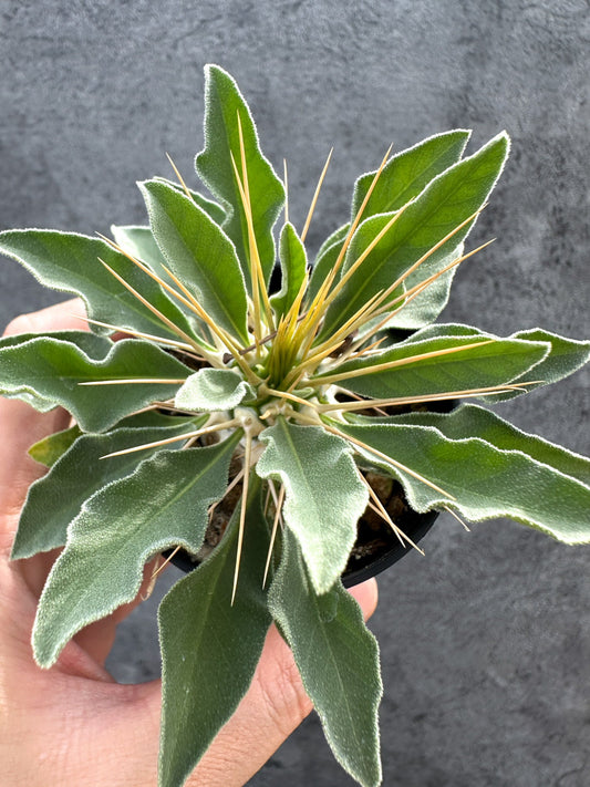 【現品限り】パキポディウム・ナマクアナム 光堂 実生【D39】 Pachypodium namaquanum