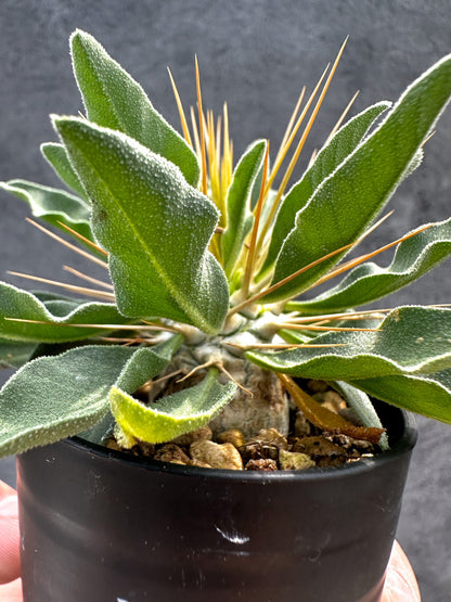 【現品限り】パキポディウム・ナマクアナム 光堂 実生【D39】 Pachypodium namaquanum