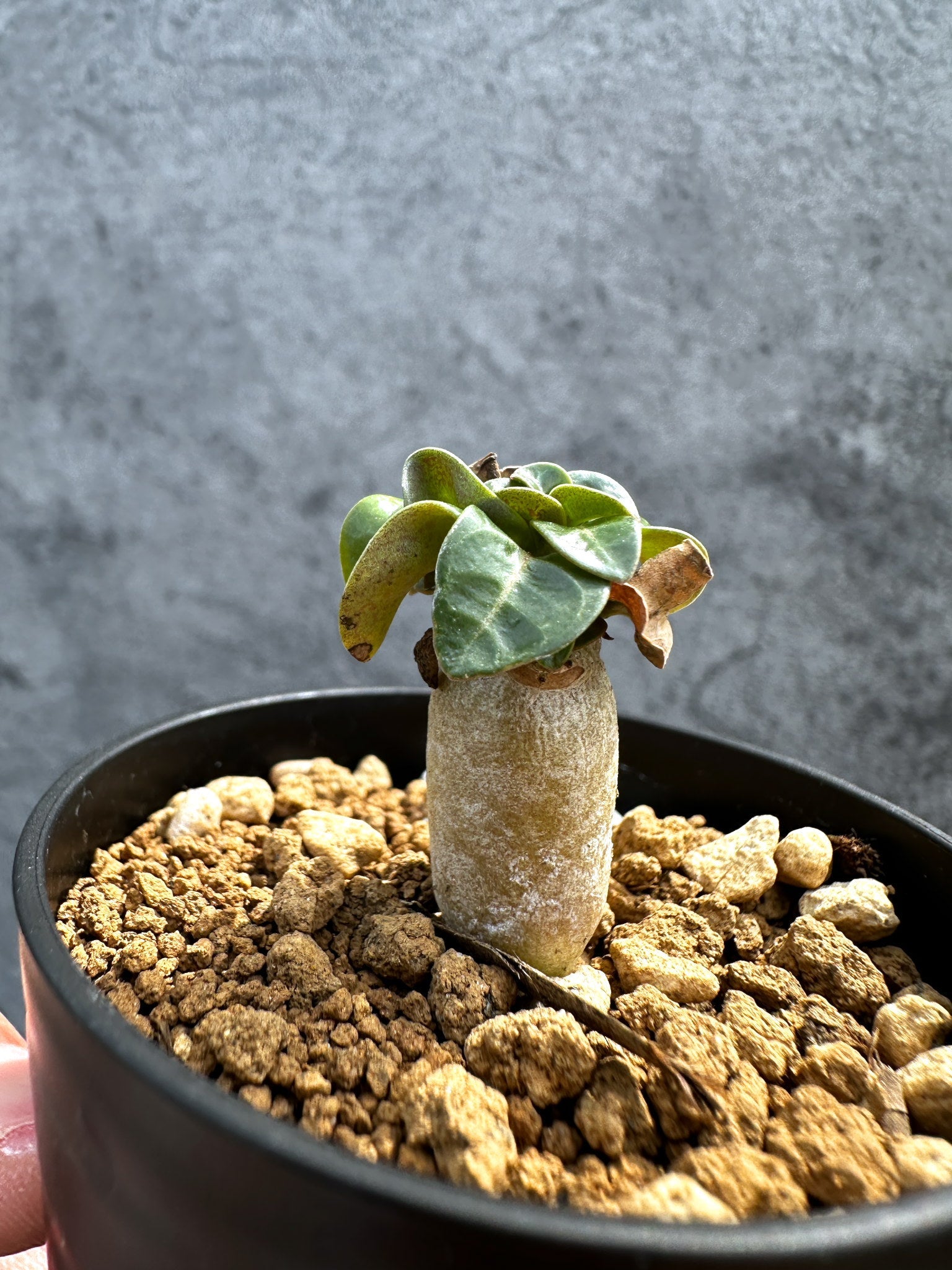 アデニウム・DHA 獅子葉 葉巻 美肌【D3】 Adenium DHA 塊根植物