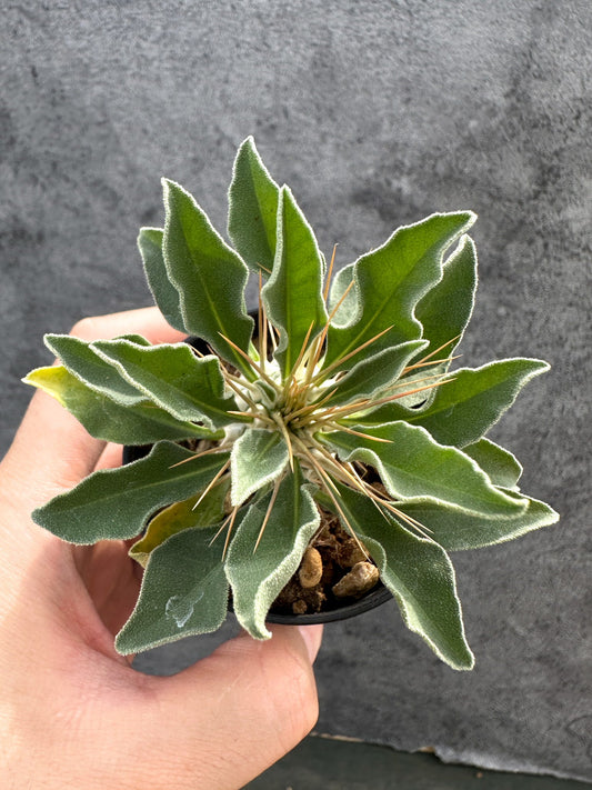 【現品限り】パキポディウム・ナマクアナム 光堂 実生【D40】 Pachypodium namaquanum