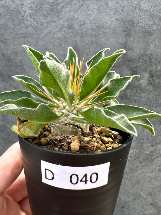 【現品限り】パキポディウム・ナマクアナム 光堂 実生【D40】 Pachypodium namaquanum