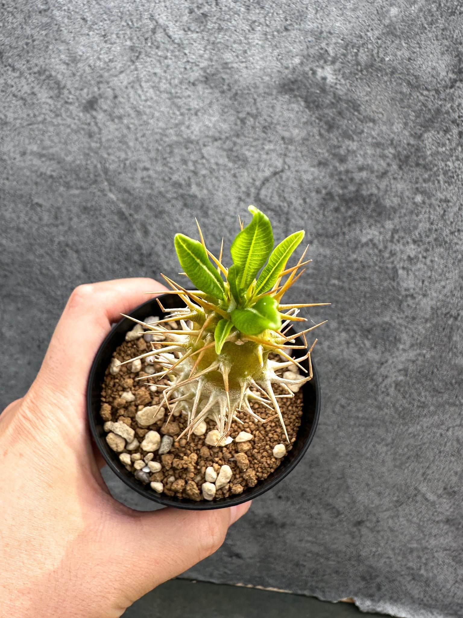 パキポディウム・アンボンゲンセ 実生【D41】 Pachypodium ambongense