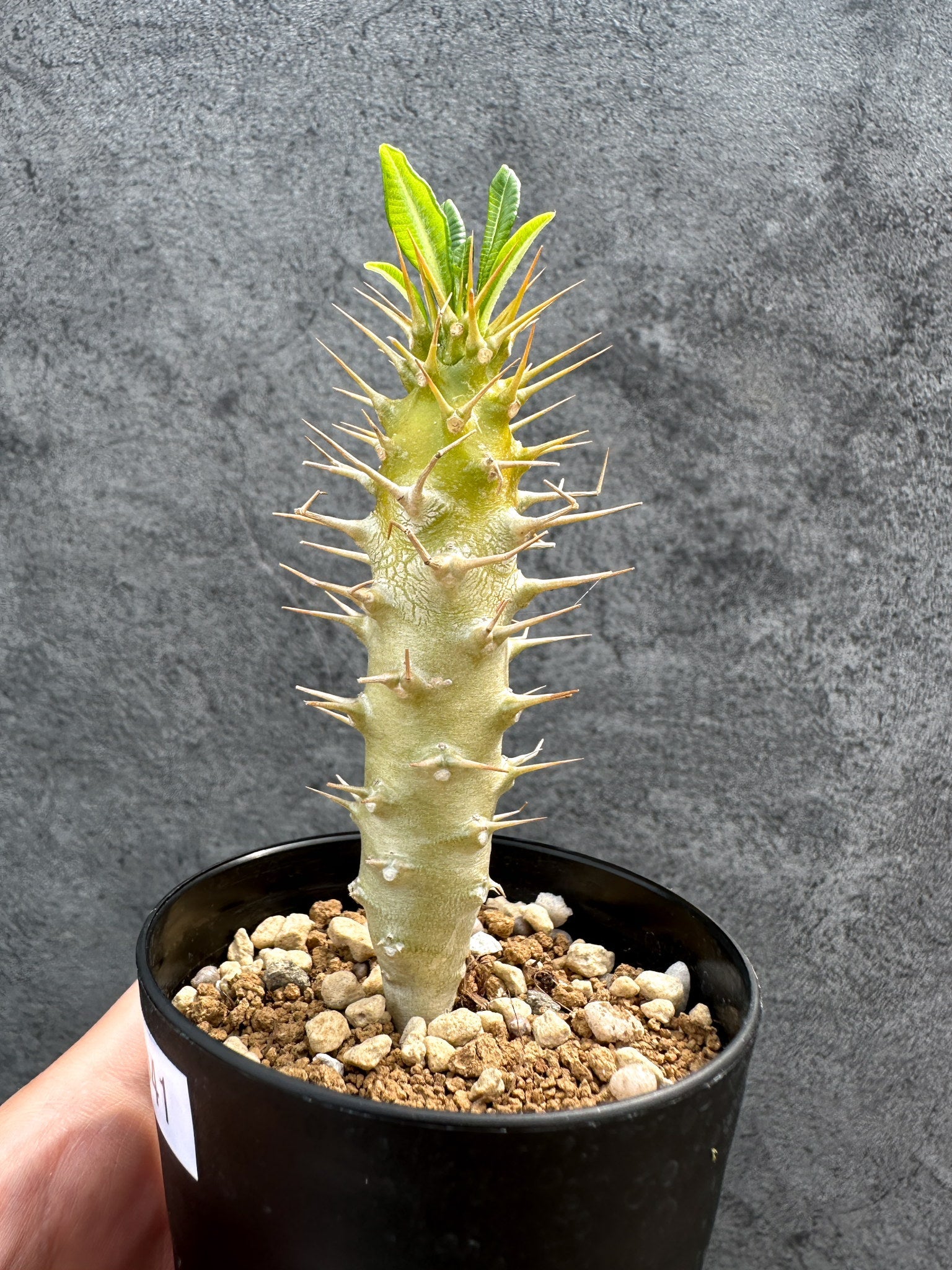 アンボンゲンセ 実生　場所空けセール　パキポディウム パキポディウム・アンボンゲンセ 実生【D41】 Pachypodium ambongense