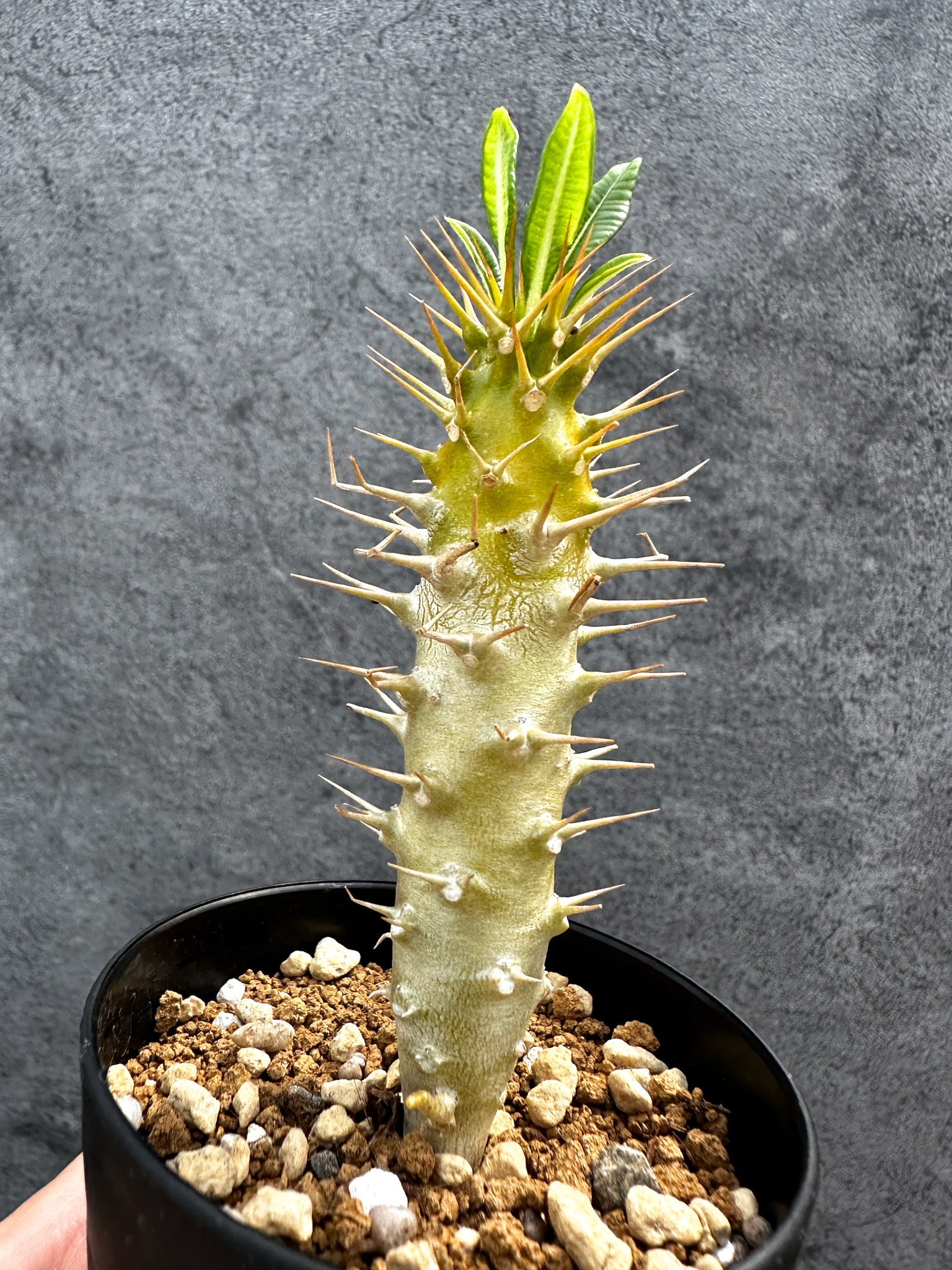 パキポディウム・アンボンゲンセ 実生【D41】 Pachypodium ambongense