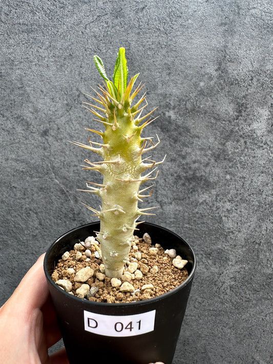 【現品限り】パキポディウム・アンボンゲンセ 実生【D41】 Pachypodium ambongense