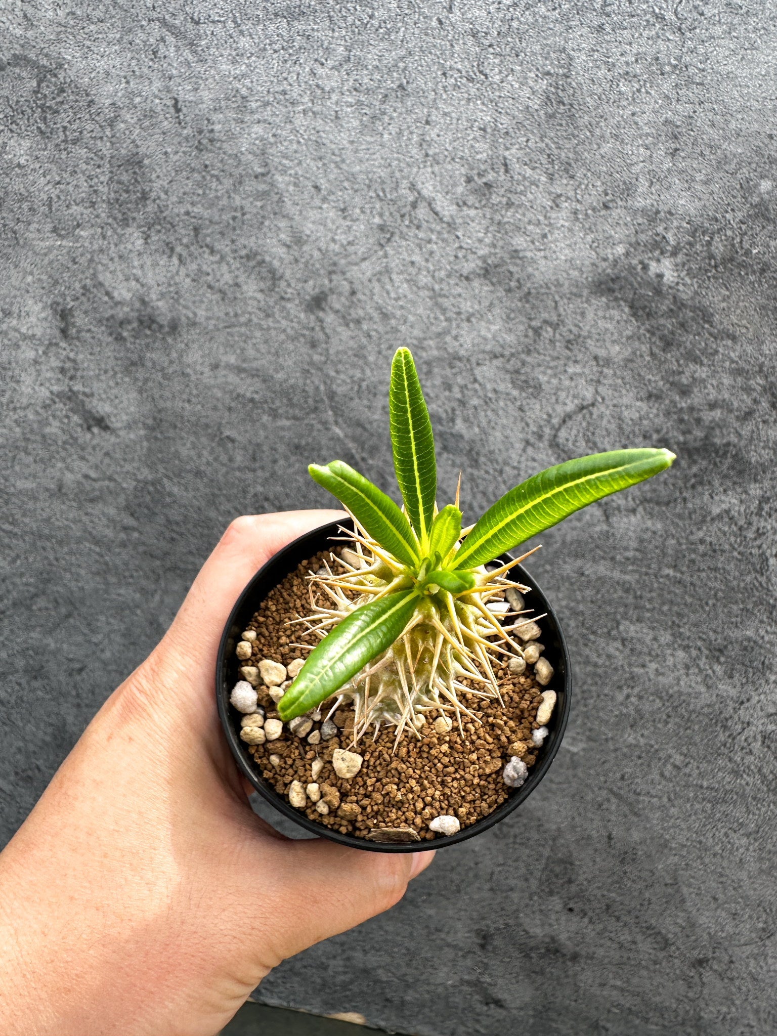 パキポディウム・アンボンゲンセ 実生【D42】 Pachypodium ambongense