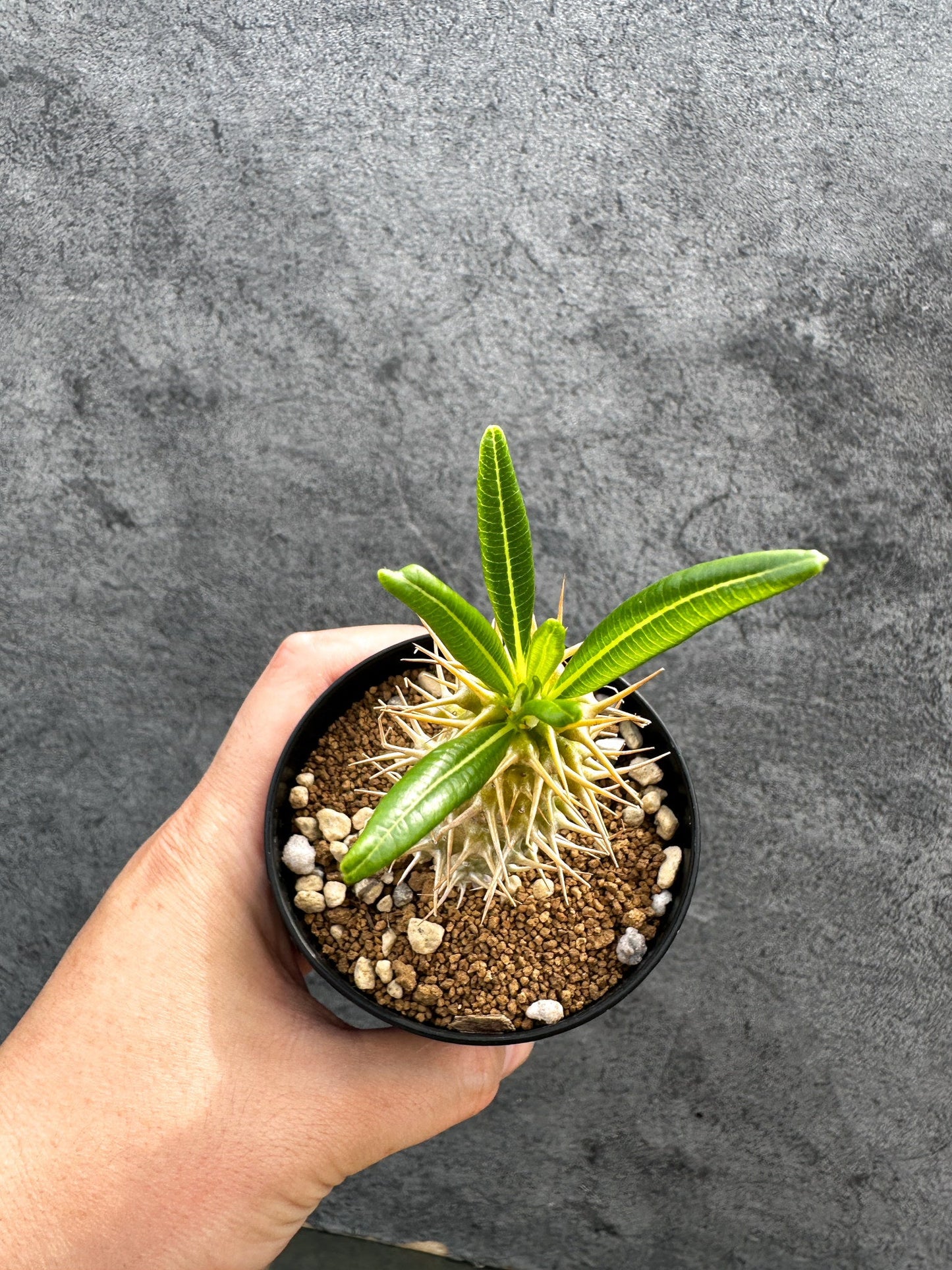 【現品限り】パキポディウム・アンボンゲンセ 実生【D42】 Pachypodium ambongense