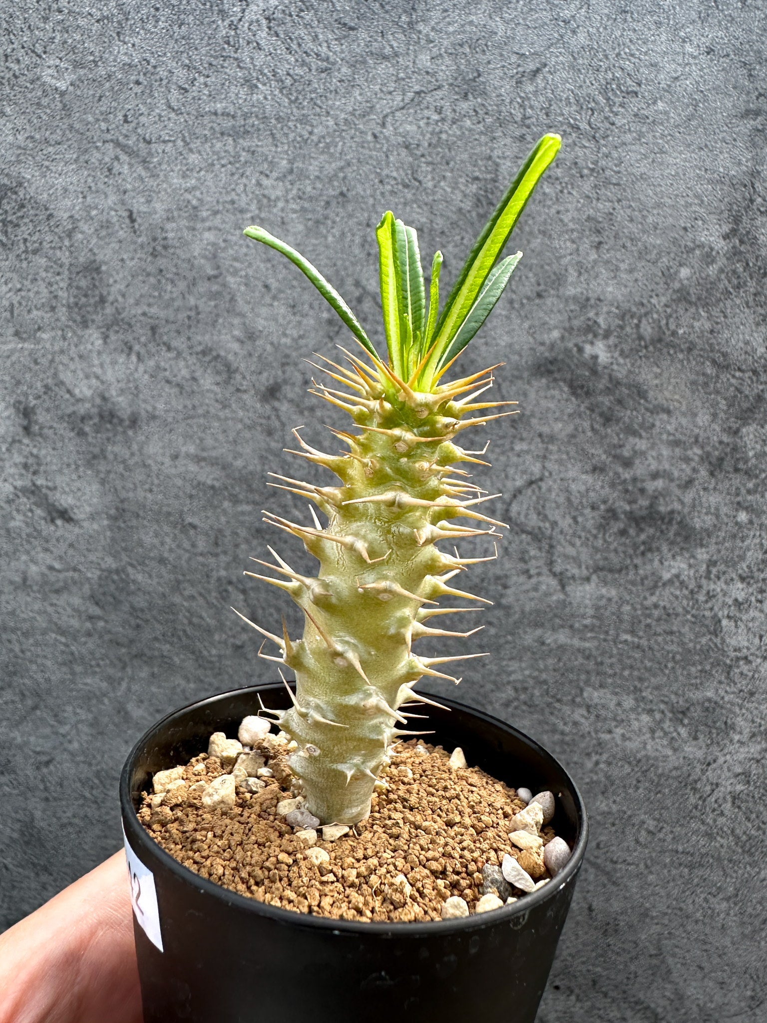 パキポディウム・アンボンゲンセ 実生【D42】 Pachypodium ambongense