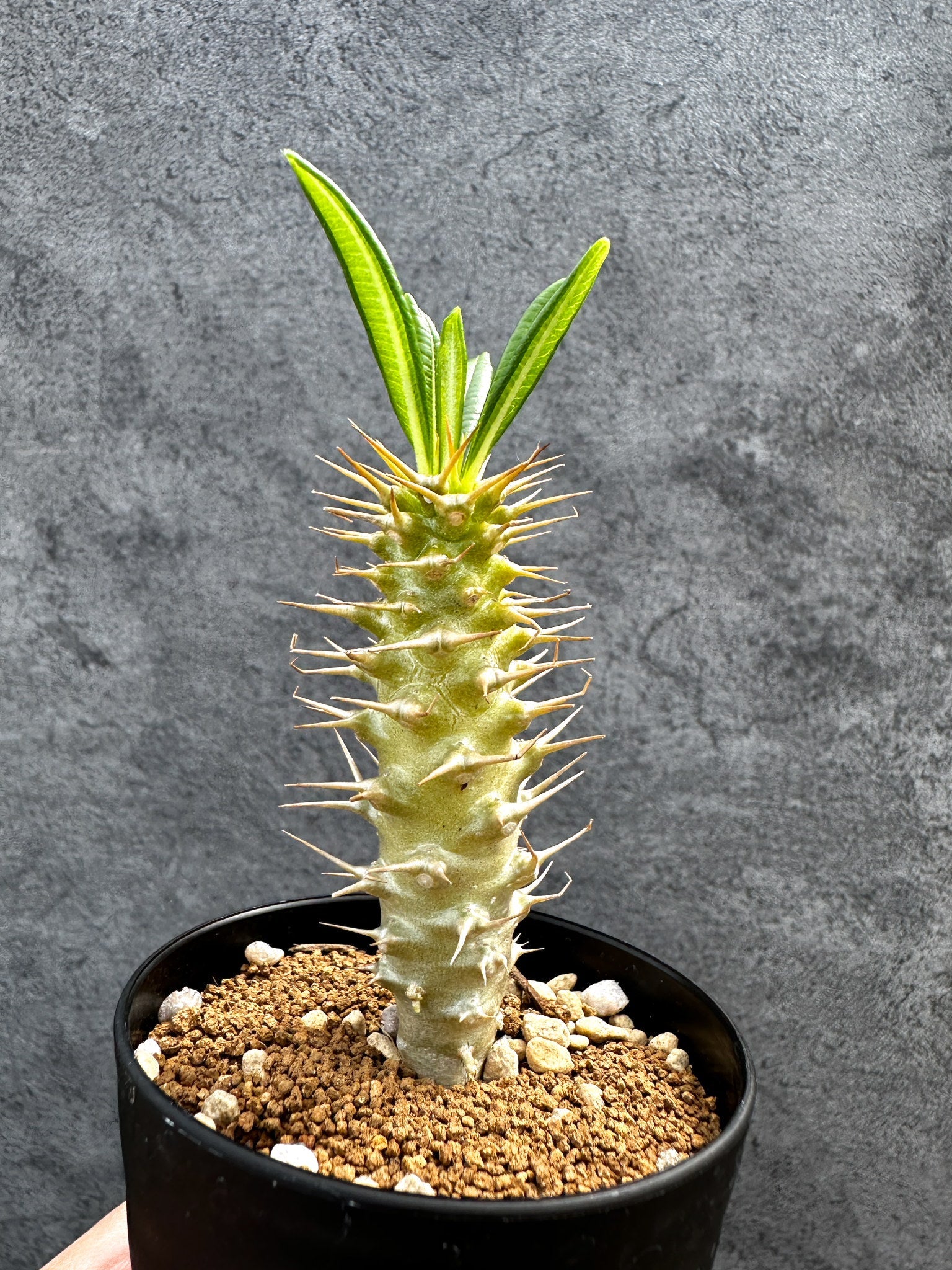 パキポディウム・アンボンゲンセ 実生【D42】 Pachypodium ambongense