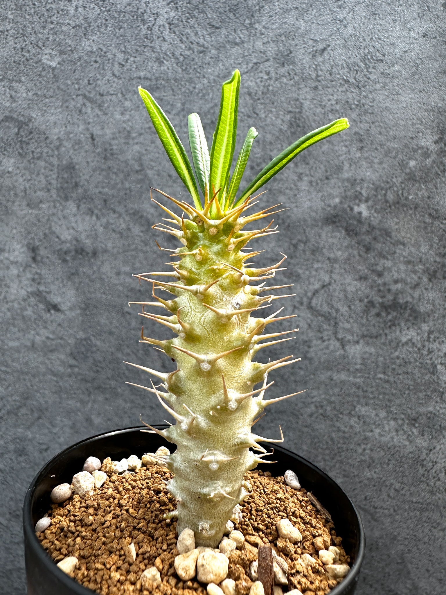 パキポディウム・アンボンゲンセ 実生【D42】 Pachypodium ambongense