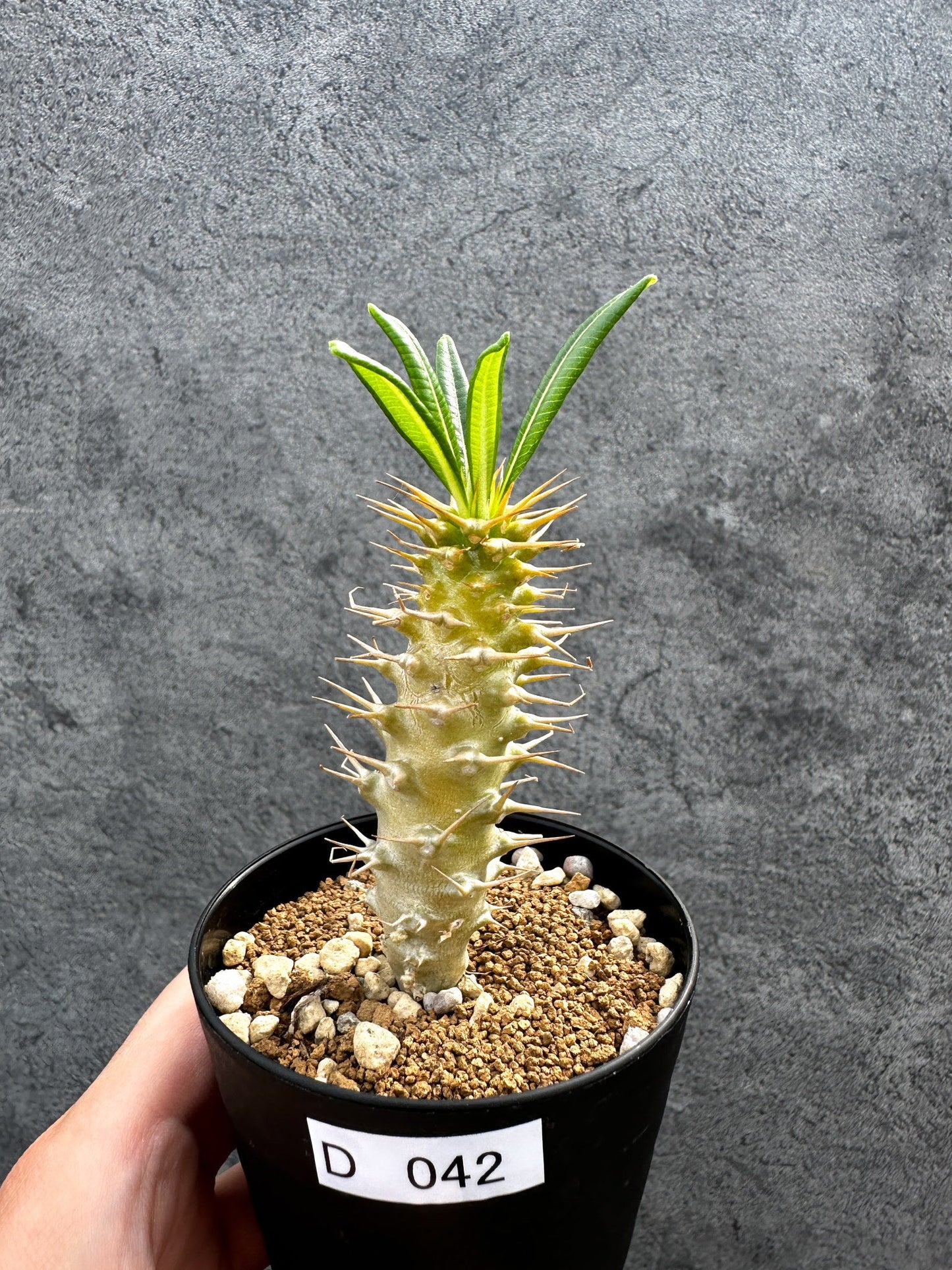【現品限り】パキポディウム・アンボンゲンセ 実生【D42】 Pachypodium ambongense