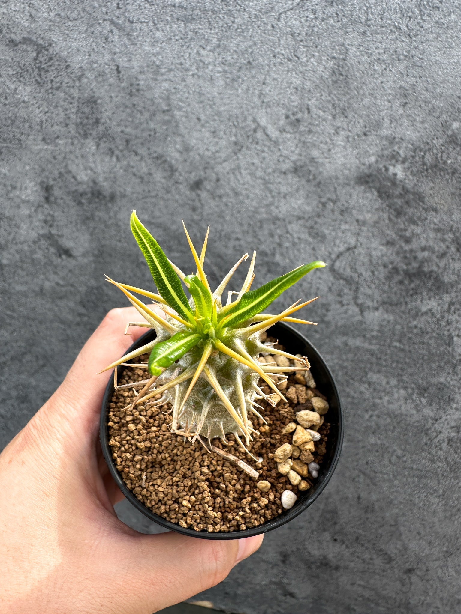 パキポディウム・アンボンゲンセ 実生【D43】 Pachypodium ambongense